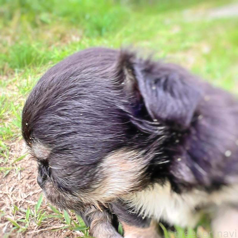 成約済の千葉県のチワワ(ロングコート)-413401の3枚目