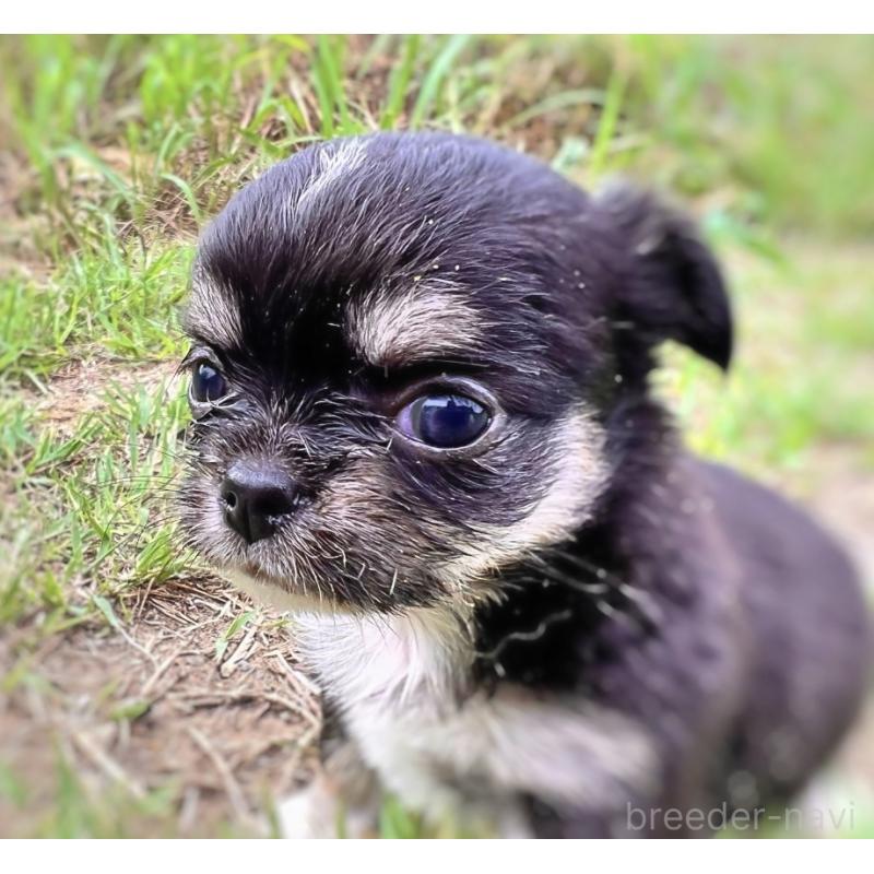 成約済の千葉県のチワワ(ロングコート)-413401の2枚目