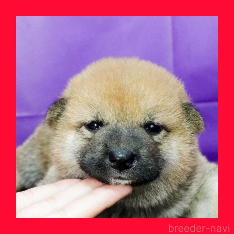 販売中の愛知県の柴犬-412182