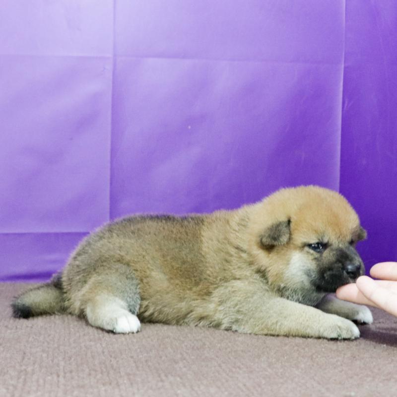 成約済の愛知県の柴犬-412182の3枚目