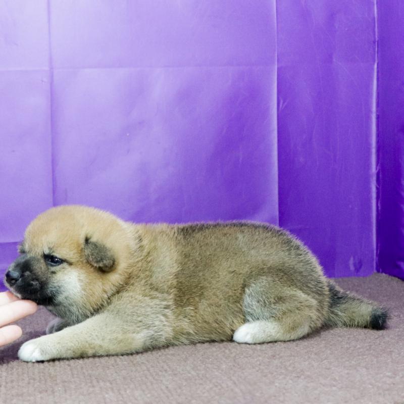 成約済の愛知県の柴犬-412182の2枚目