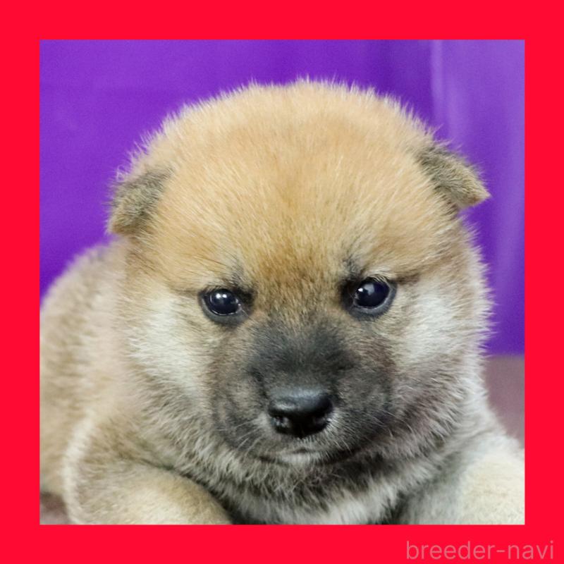 販売中の愛知県の柴犬-412183