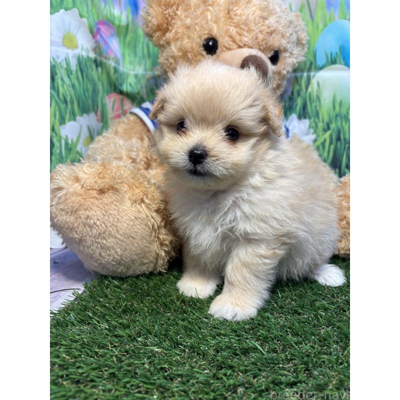 販売中の神奈川県のミックス犬-413541の7枚目