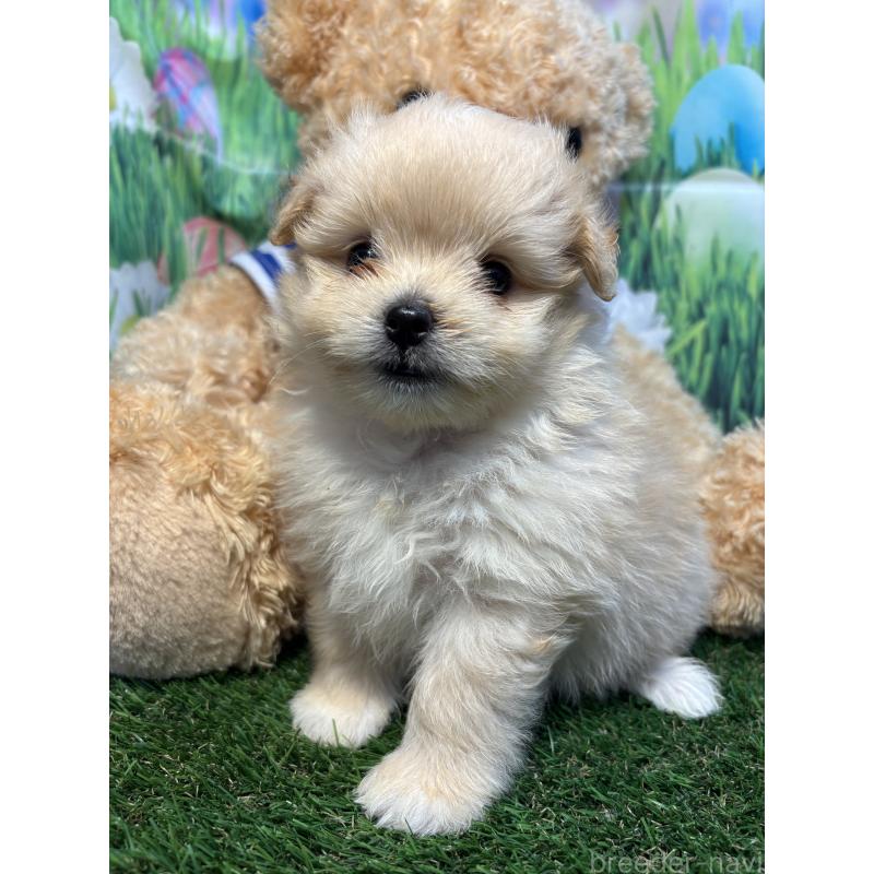 販売中の神奈川県のミックス犬-413541の5枚目