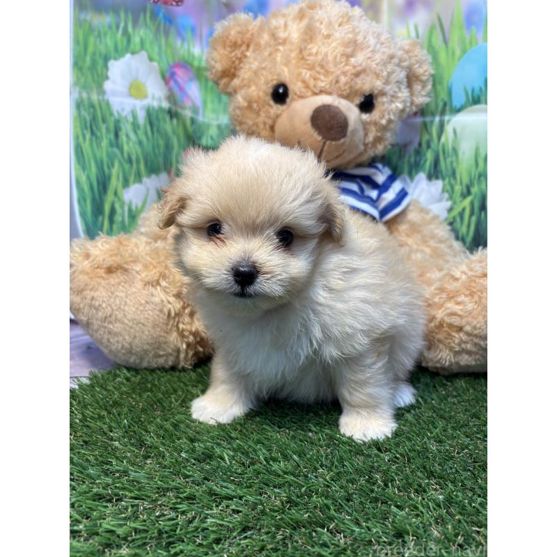 販売中の神奈川県のミックス犬-413541の3枚目