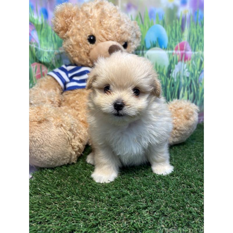 販売中の神奈川県のミックス犬-413541の2枚目