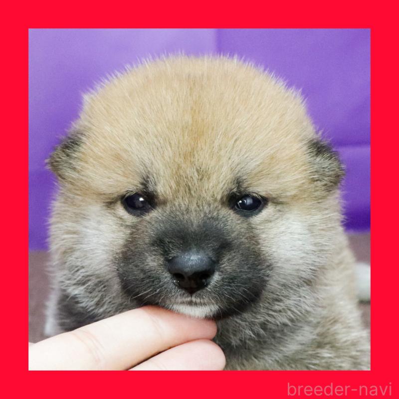 販売中の愛知県の柴犬-412184