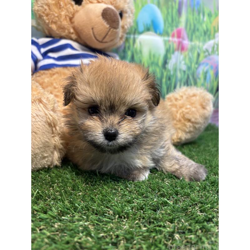 販売中の神奈川県のミックス犬-413542の6枚目