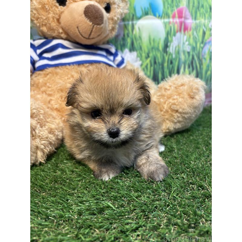 販売中の神奈川県のミックス犬-413542の5枚目
