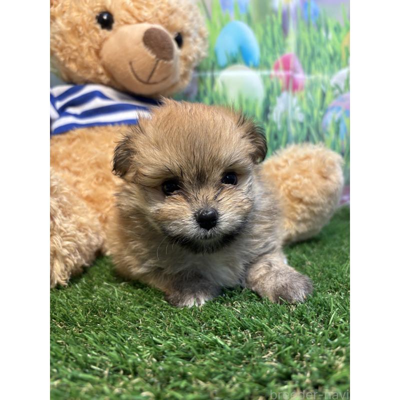販売中の神奈川県のミックス犬-413542の4枚目