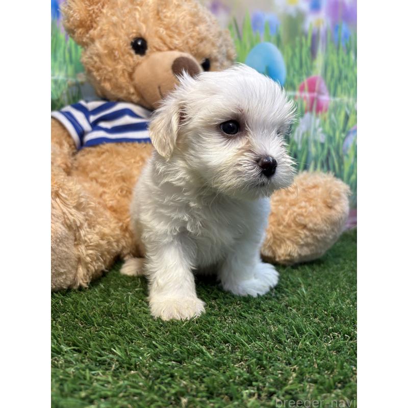 販売中の神奈川県のミックス犬-413544の6枚目