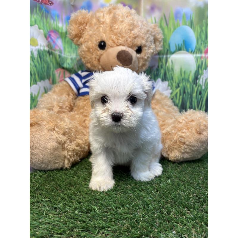 販売中の神奈川県のミックス犬-413544の3枚目