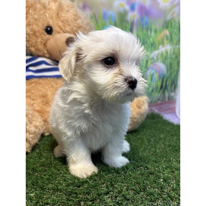 販売中の神奈川県のミックス犬-413544の2枚目