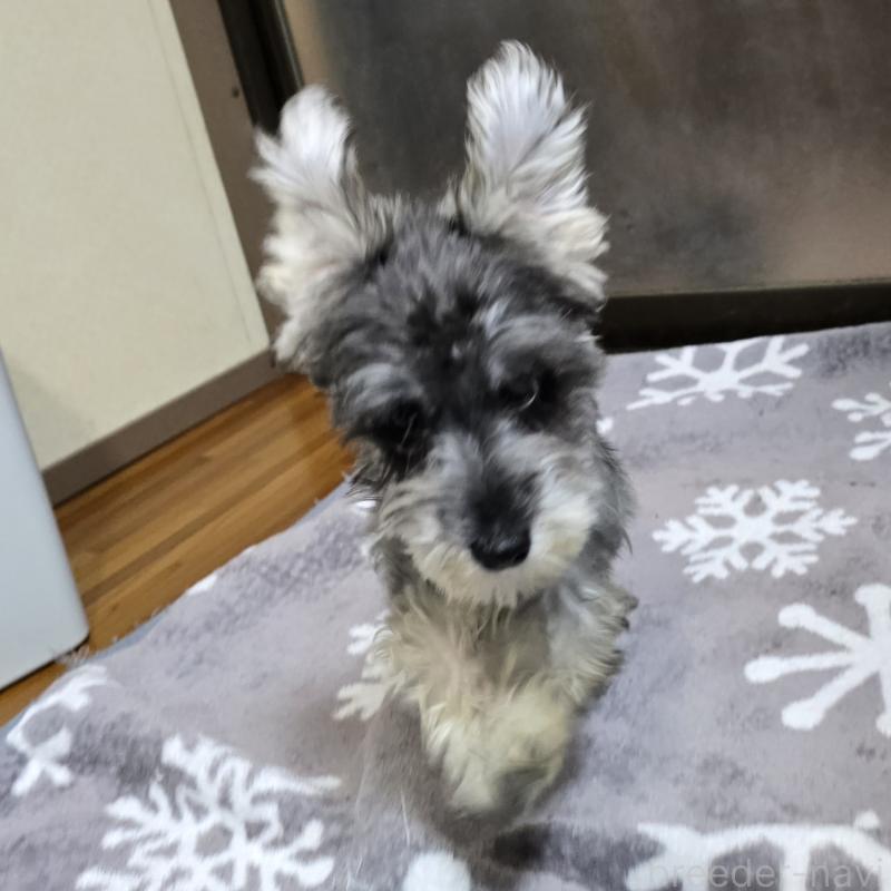 成約済の岡山県のミニチュアシュナウザー-393946の3枚目