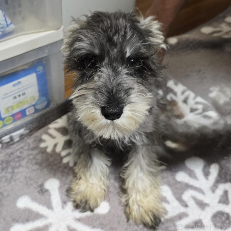 成約済の岡山県のミニチュアシュナウザー-393946の2枚目