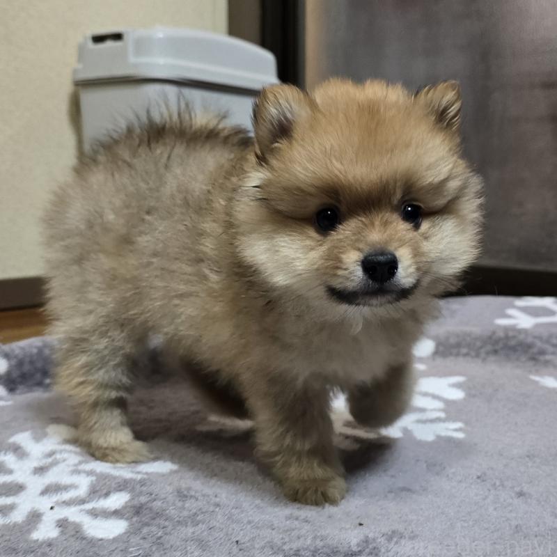 販売中の岡山県のポメラニアン-406319