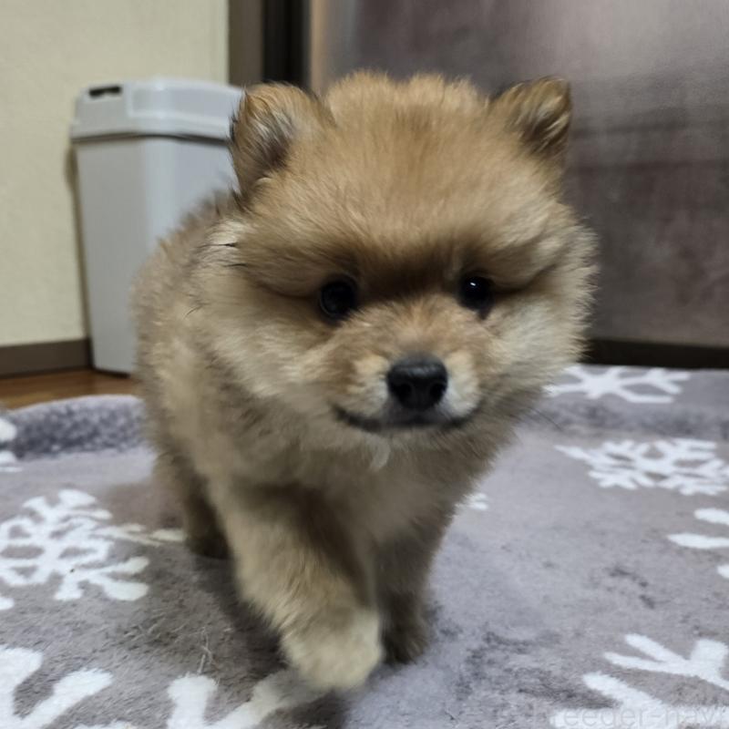 販売中の岡山県のポメラニアン-406319の2枚目