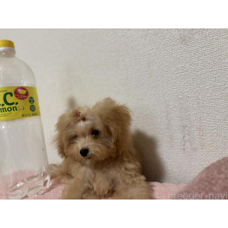 販売中の福岡県のマルプー:マルチーズ×トイプードル-401441の3枚目