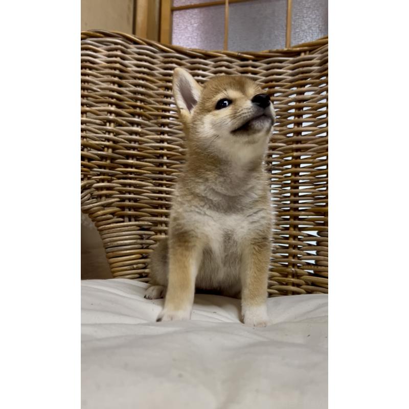 販売中の三重県の柴犬-413420の8枚目