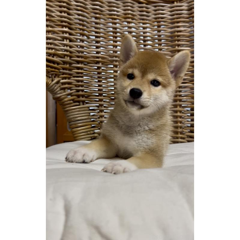 販売中の三重県の柴犬-413420の7枚目