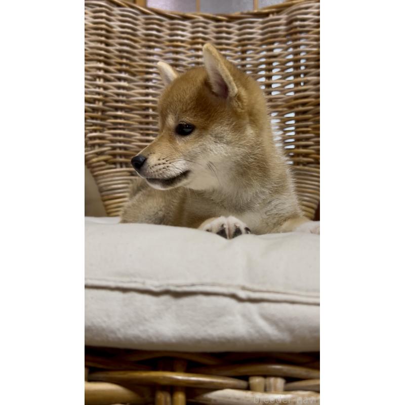 販売中の三重県の柴犬-413420の5枚目