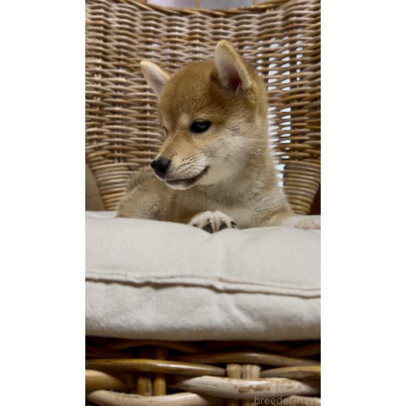 販売中の三重県の柴犬-413420の4枚目
