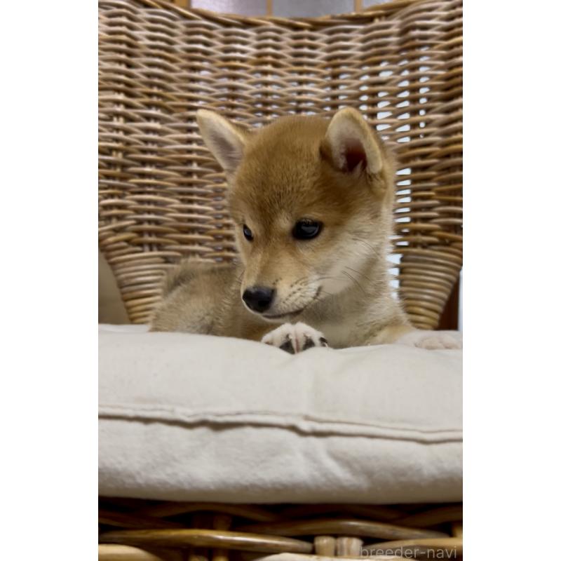 販売中の三重県の柴犬-413420の3枚目