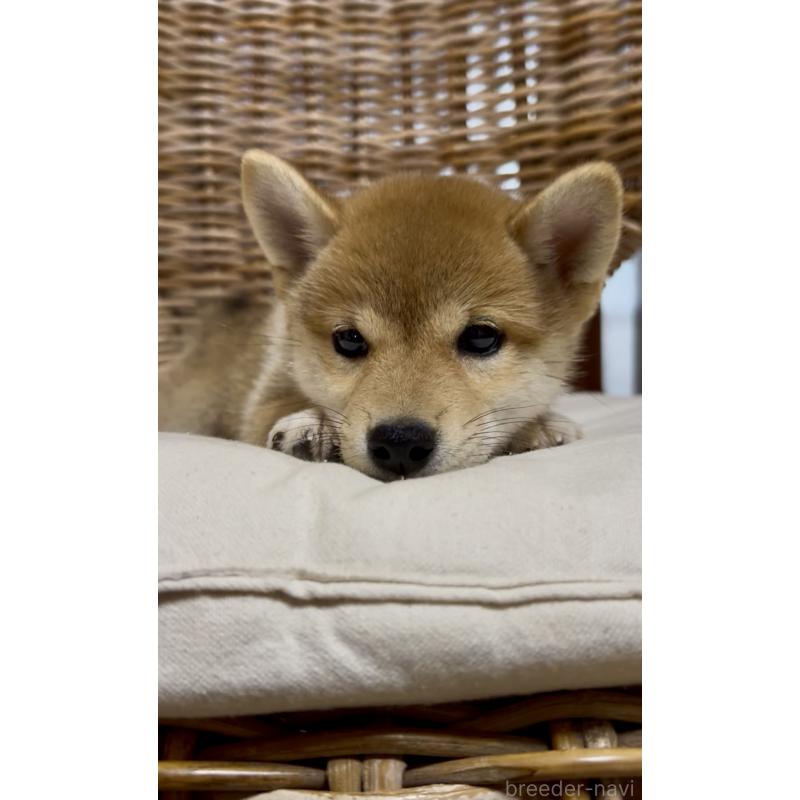 販売中の三重県の柴犬-413420の2枚目