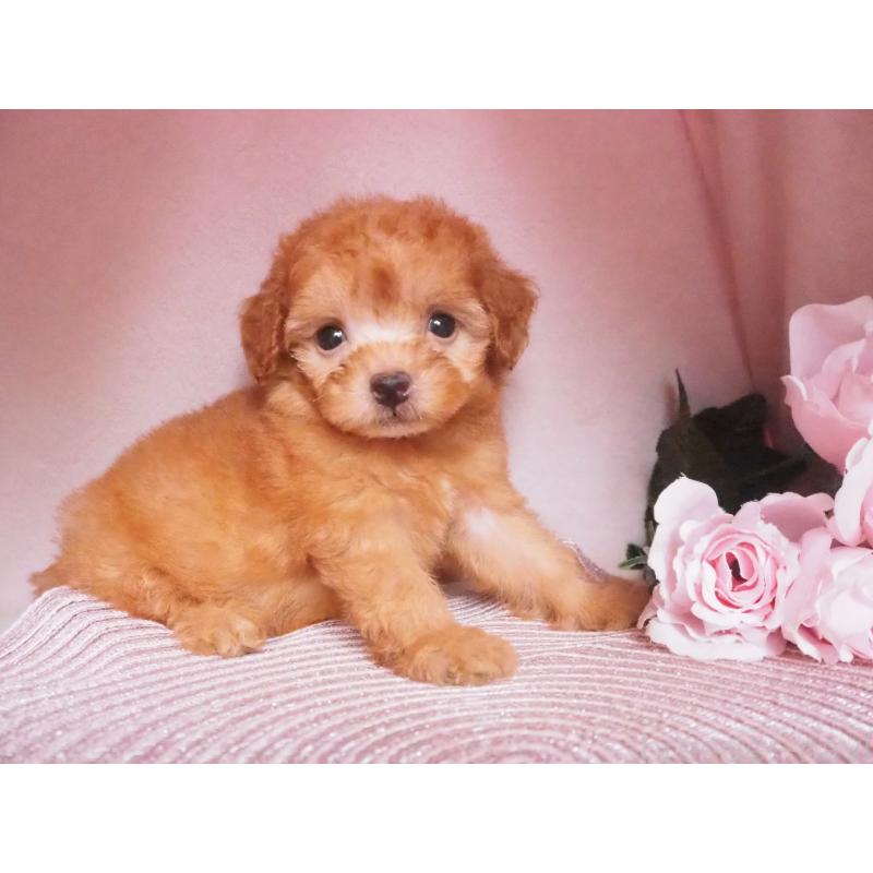 販売中の岡山県のミックス犬-413422の3枚目