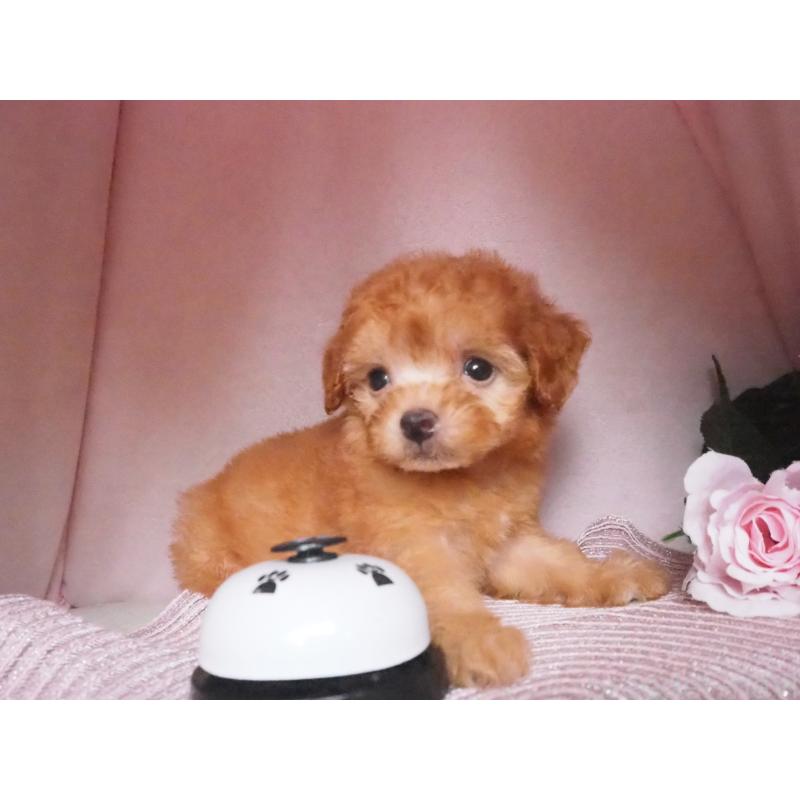 販売中の岡山県のミックス犬-413422の2枚目