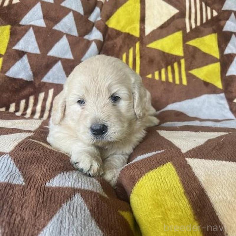 販売中の大分県のミックス犬-413423の1枚目