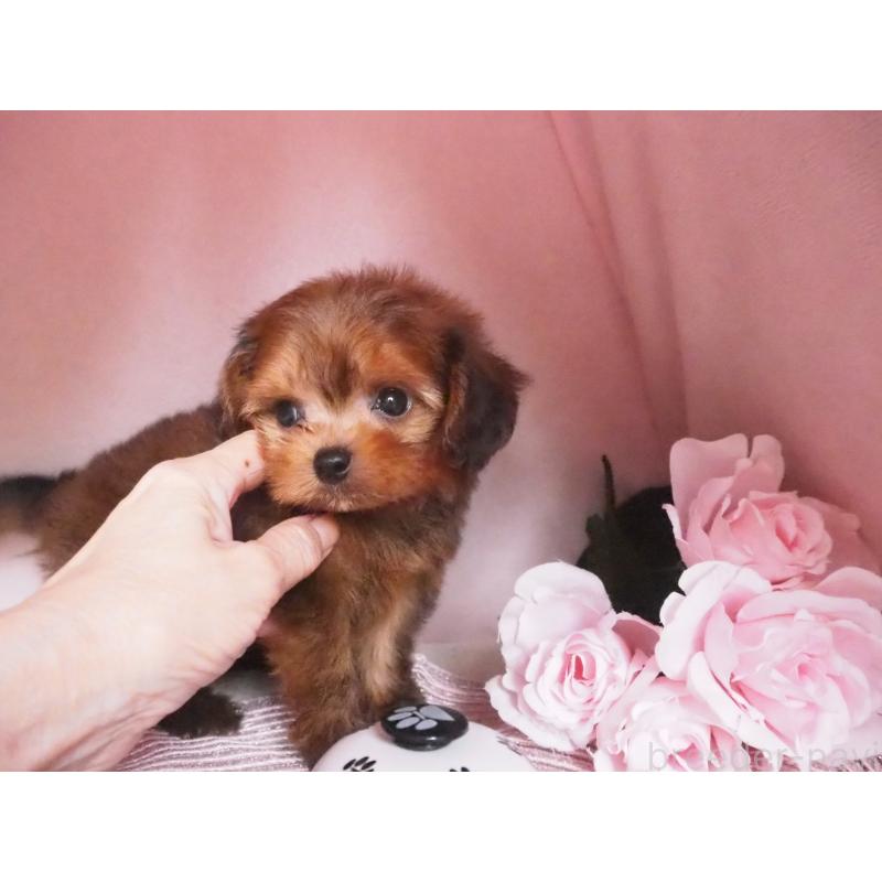 販売中の岡山県のミックス犬-413425の2枚目