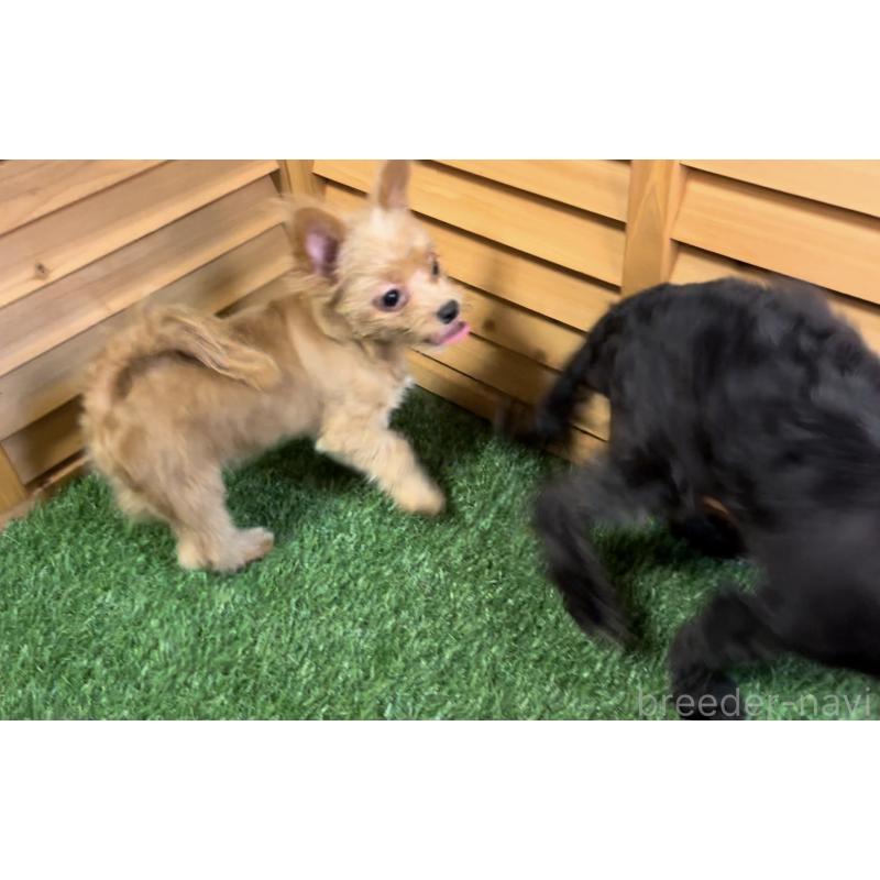 販売中の埼玉県のミックス犬-386146の6枚目