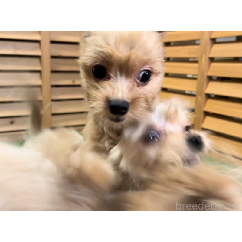 販売中の埼玉県のミックス犬-386146の5枚目