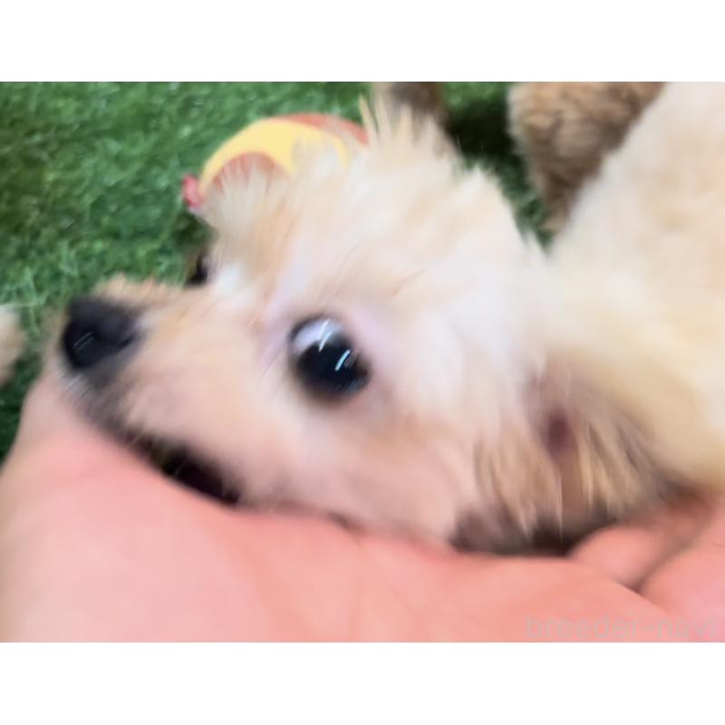成約済の埼玉県のミックス犬-391948の6枚目