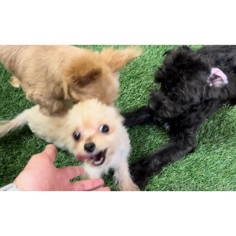 成約済の埼玉県のミックス犬-391948の5枚目