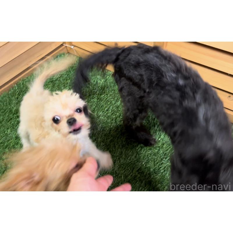 成約済の埼玉県のミックス犬-391948の4枚目