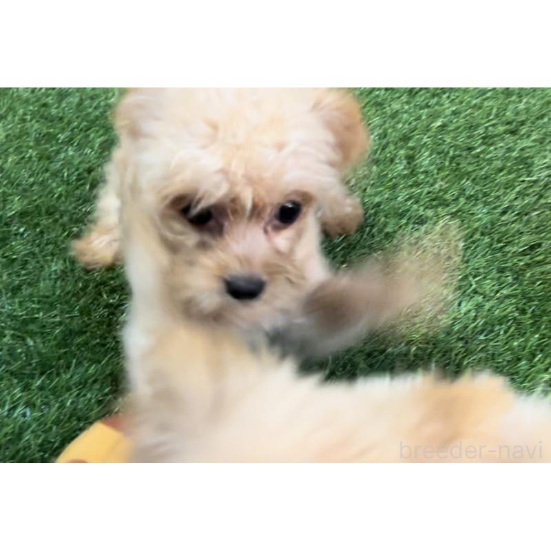 販売中の埼玉県のミックス犬-387220の39枚目