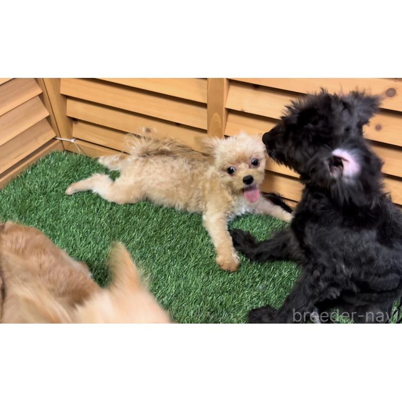 販売中の埼玉県のミックス犬-387220の38枚目