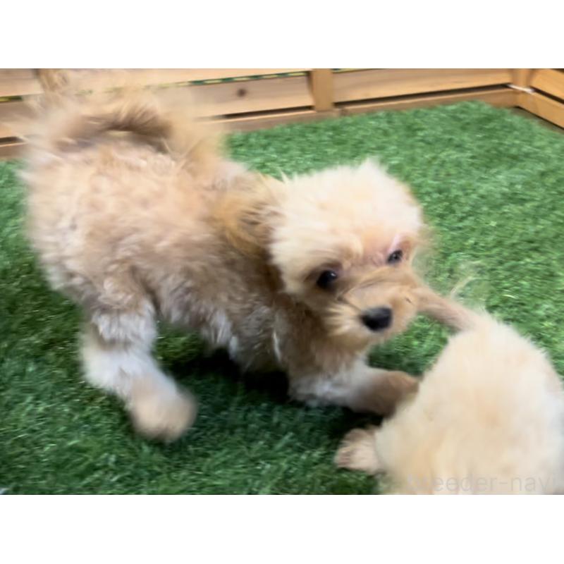 販売中の埼玉県のミックス犬-387220の37枚目