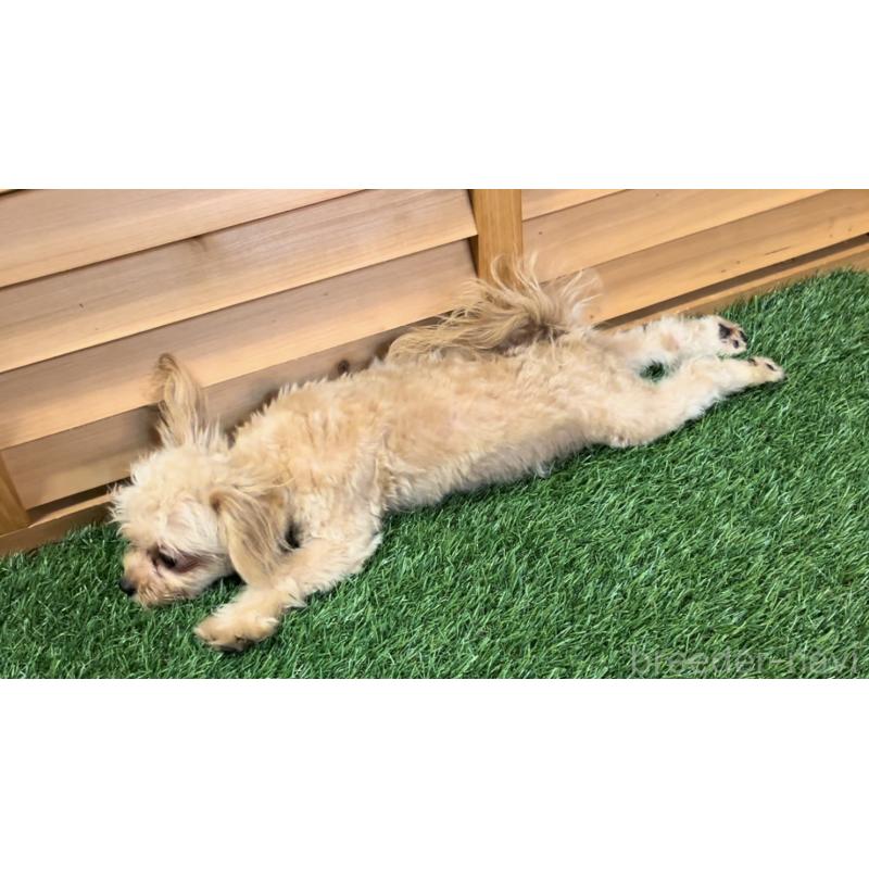 販売中の埼玉県のミックス犬-387220の36枚目