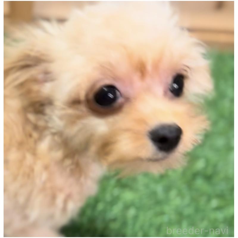 販売中の埼玉県のミックス犬-387220の35枚目