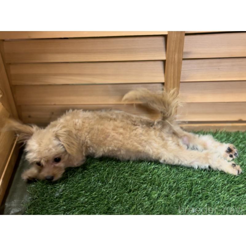 販売中の埼玉県のミックス犬-387220の34枚目
