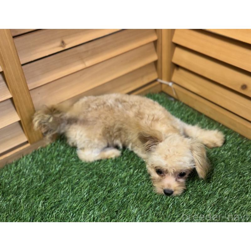 販売中の埼玉県のミックス犬-387220の33枚目