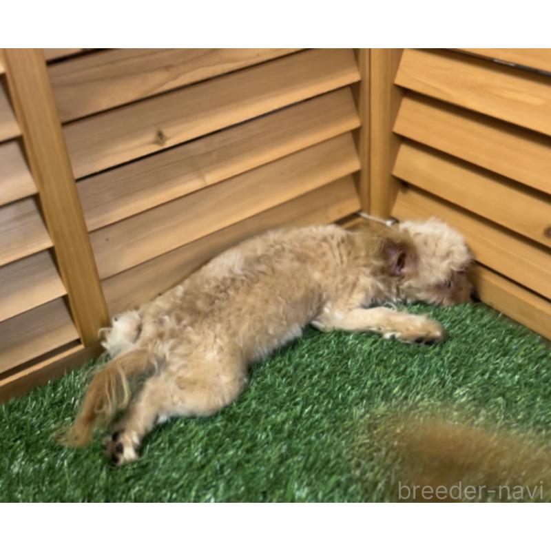 販売中の埼玉県のミックス犬-387220の32枚目