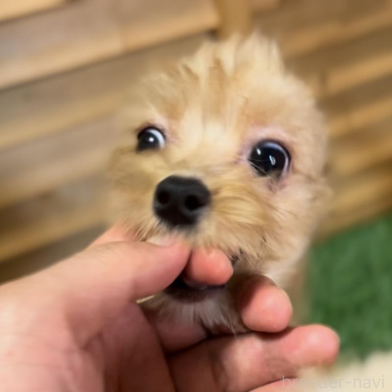 販売中の埼玉県のミックス犬-386146の1枚目