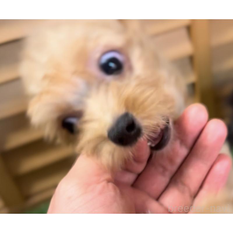 販売中の埼玉県のミックス犬-386146の4枚目