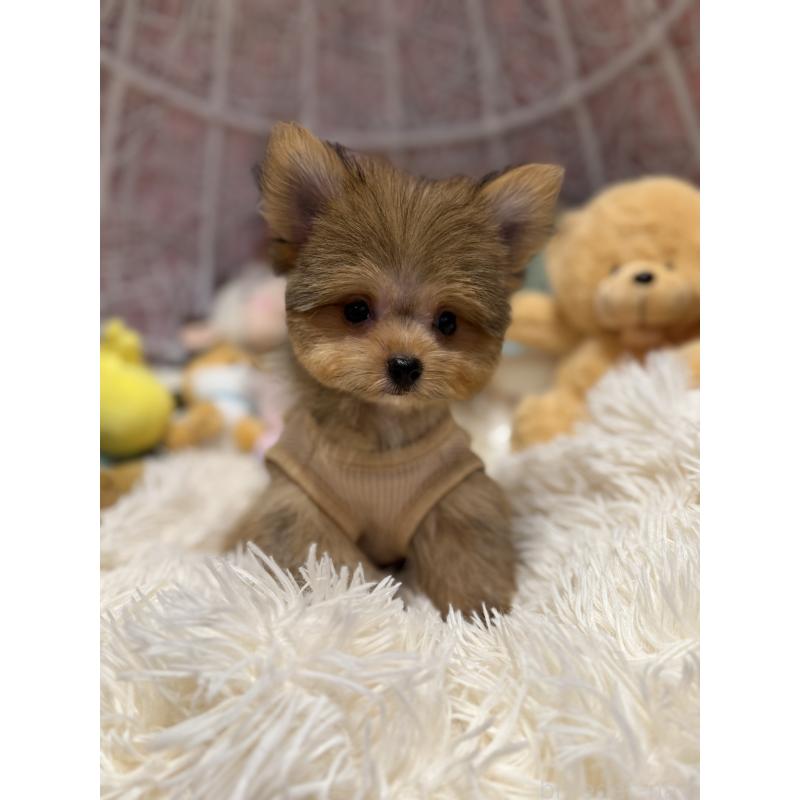 販売中の山形県のポメマル:ポメラニアン×マルチーズ-402372の3枚目