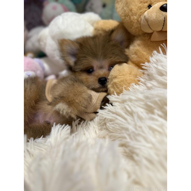 販売中の山形県のポメマル:ポメラニアン×マルチーズ-402372の2枚目