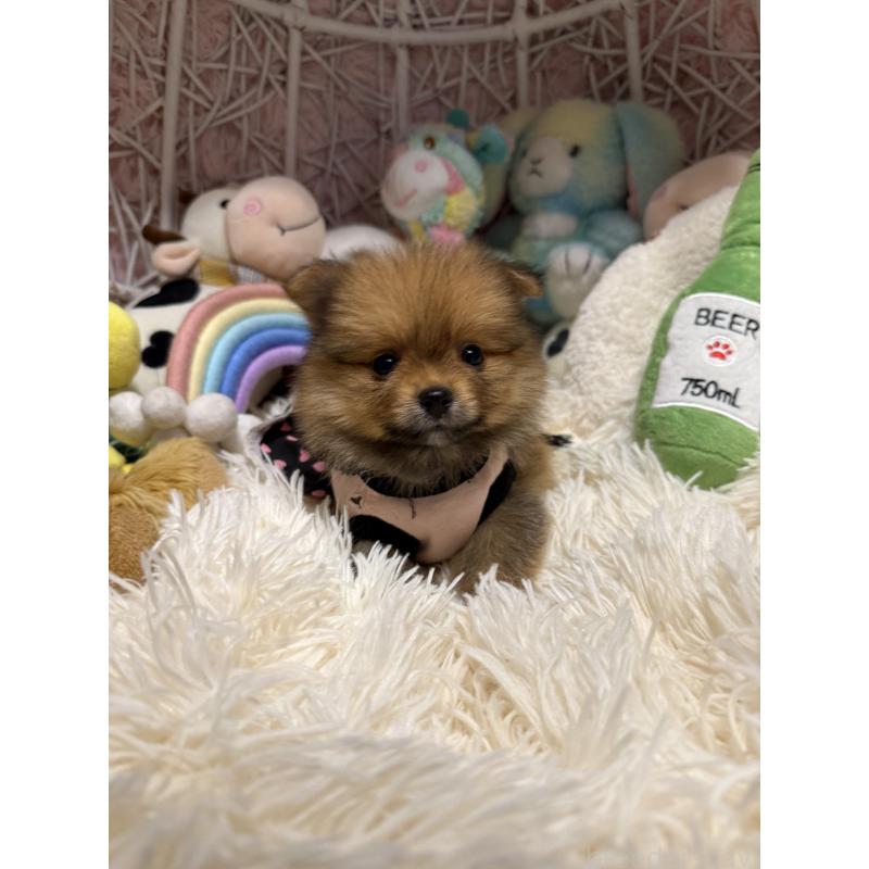 販売中の山形県のポメマル:ポメラニアン×マルチーズ-413578の3枚目